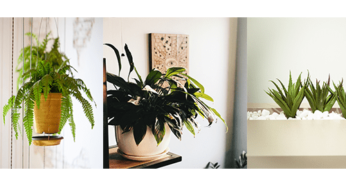 Top Five Plants for Air Quality
