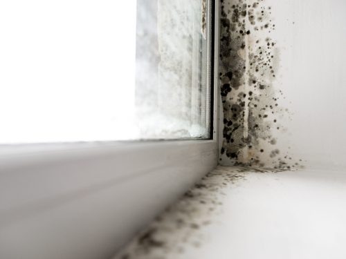 How to effectively recognise and treat mould in your home or business